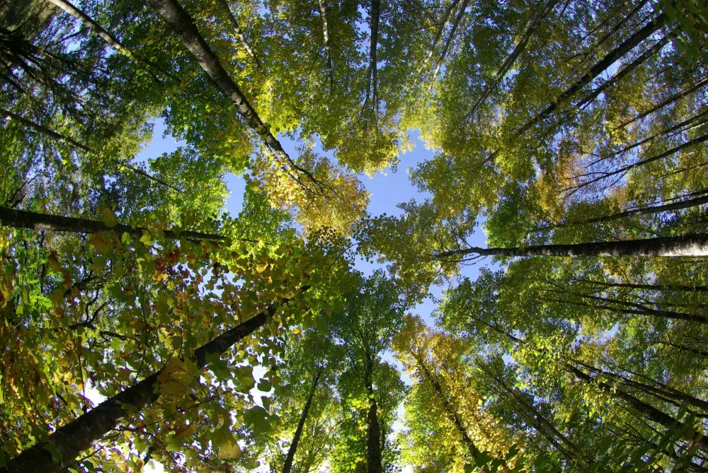 Expert forestier près de Limoges