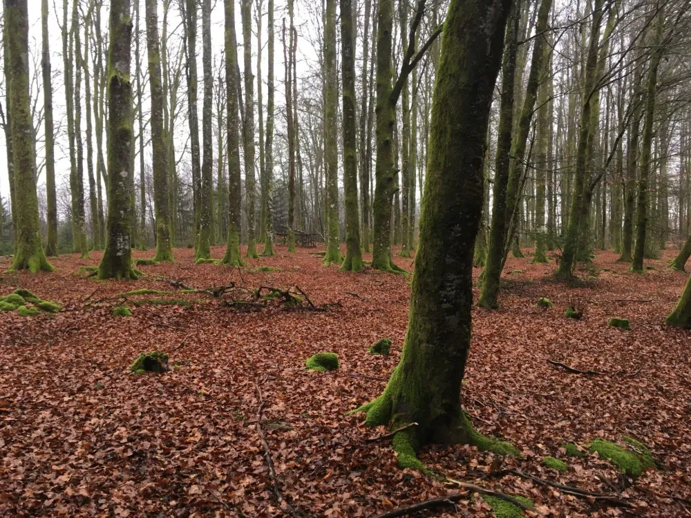Expertise judiciaire forêt près de Limoges
