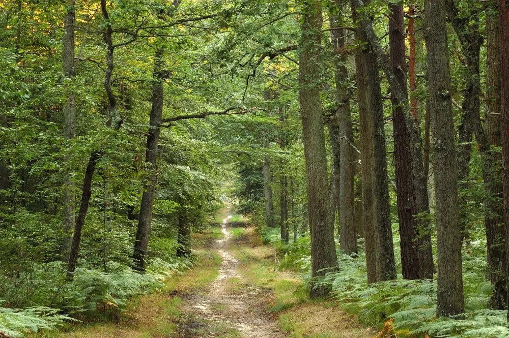 foret (4)