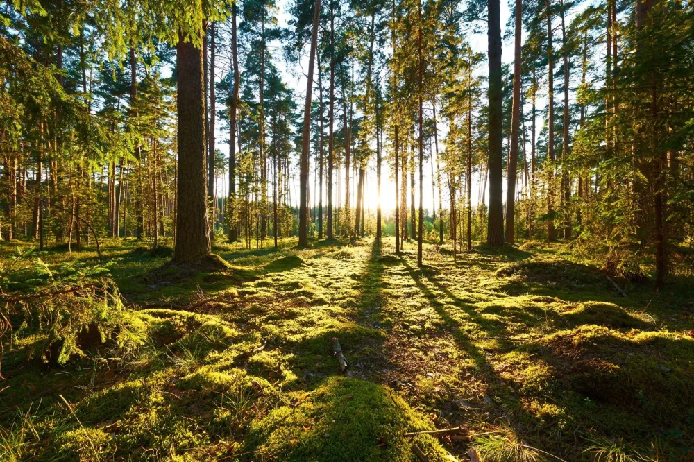 expert forestier (1)