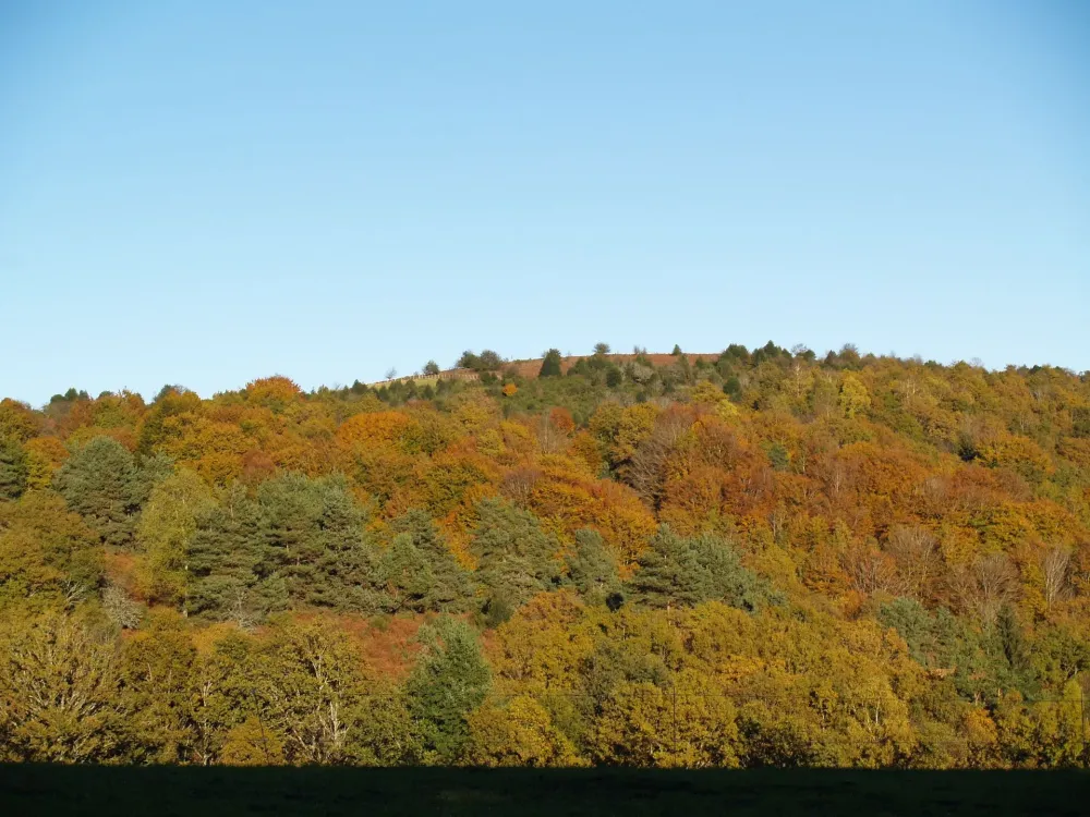 Marquage coupe de bois près de Limoges